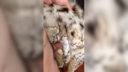 猞猁皮大衣的磨毛处理