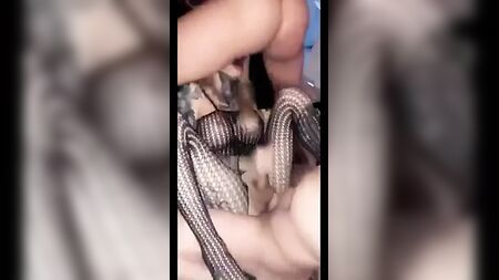埃克塞特人妖
