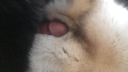 蓝色狐狸皮毛的快速射精