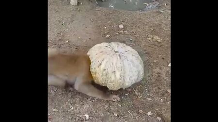 聪明的狗狗