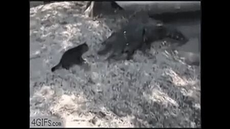 搞笑动物 搞笑视频 可爱的幼犬)
